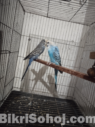 বাজিগার পাখি